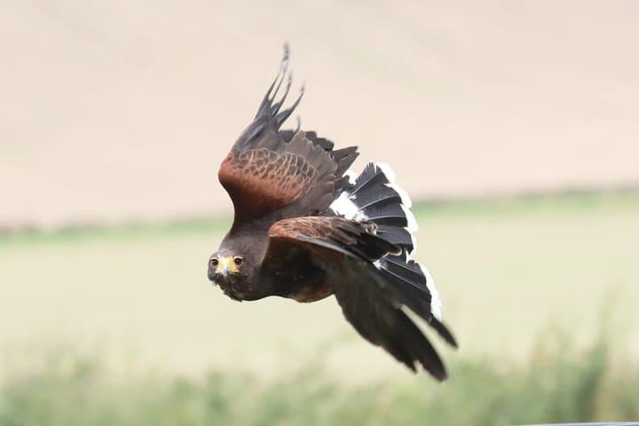 Hawk Walk through the Highland Woodland of Inverness