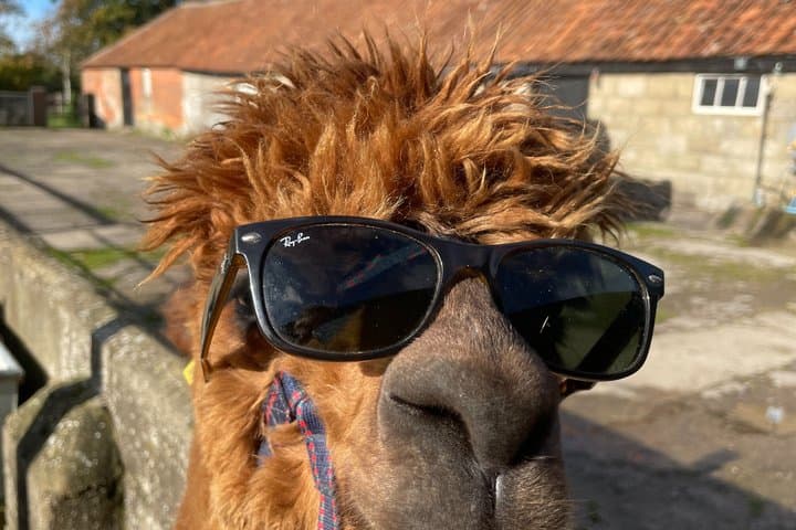 Private 1-Hour Alpaca Walking Experience
