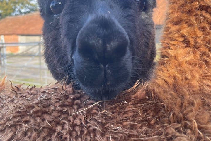 Private 1-Hour Alpaca Walking Experience