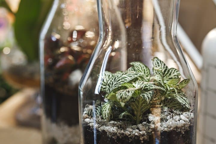 Terrarium Making Experience in Cirencester