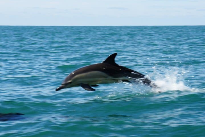 1 Hour Sea Safari RIB Boat Trip