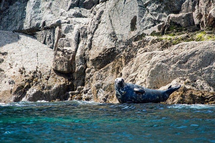 1 Hour Sea Safari RIB Boat Trip