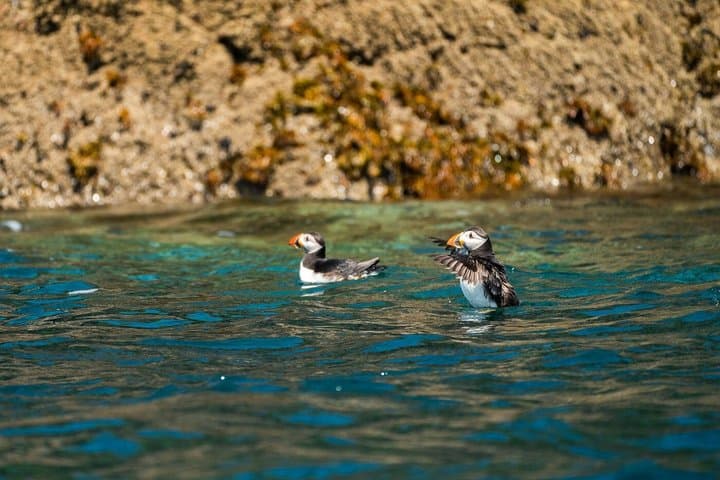 1 Hour Sea Safari RIB Boat Trip