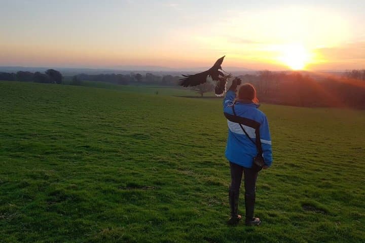Hawk Walk through the Highland Woodland of Inverness