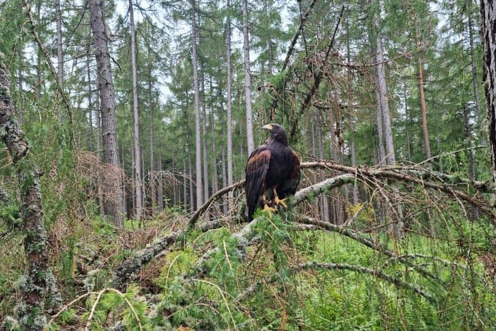 Hawk Walk through the Highland Woodland of Inverness