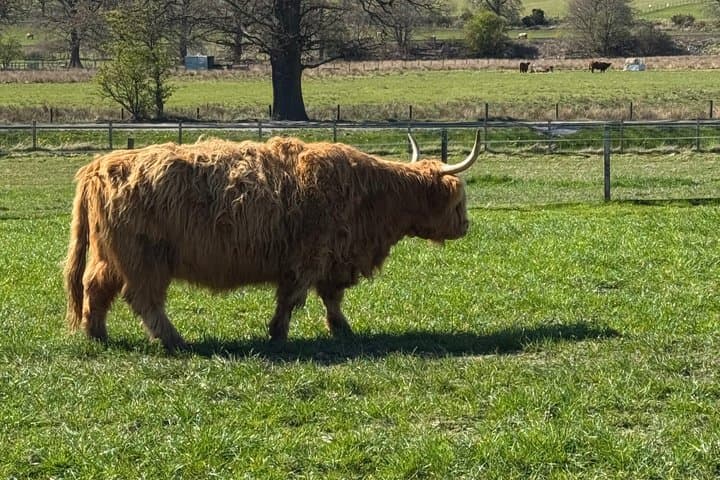 Southern Sights Experience Highland Day Tour from Invergordon