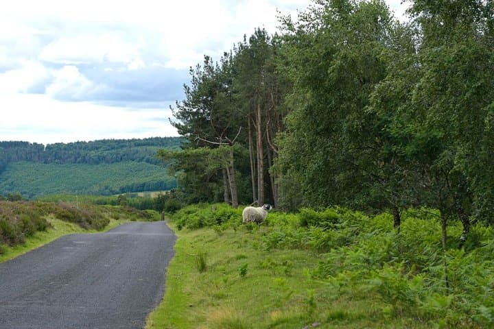 Afternoon Tour North York Moors National Park