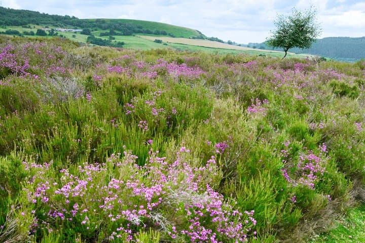 Afternoon Tour North York Moors National Park