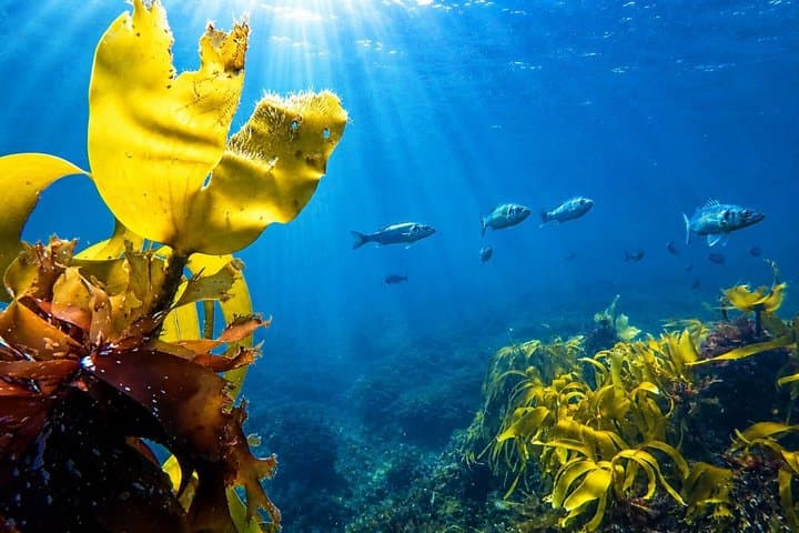 Private Guided Spearfishing in Cornwall