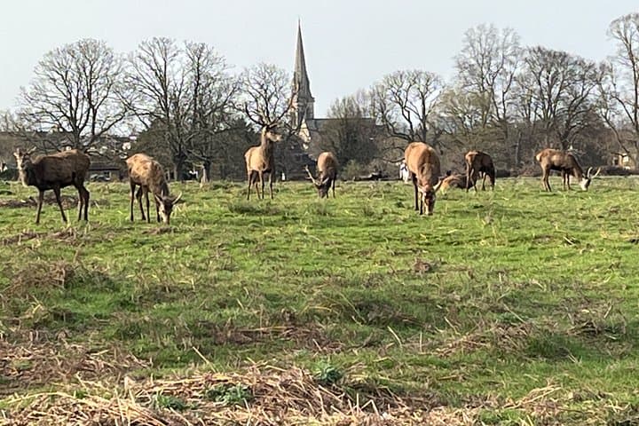 Richmond Park and Riverside Walking Tour
