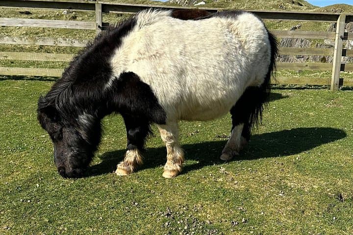 Ponies Express Private Tour to Scalloway
