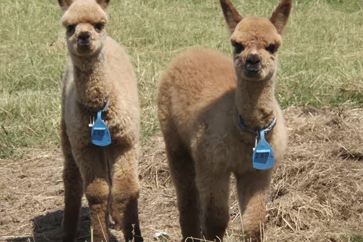 Meet Baby Alpacas Fabulous Fleecy Experience