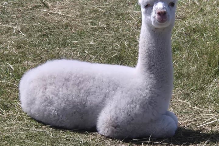 Meet Baby Alpacas Fabulous Fleecy Experience