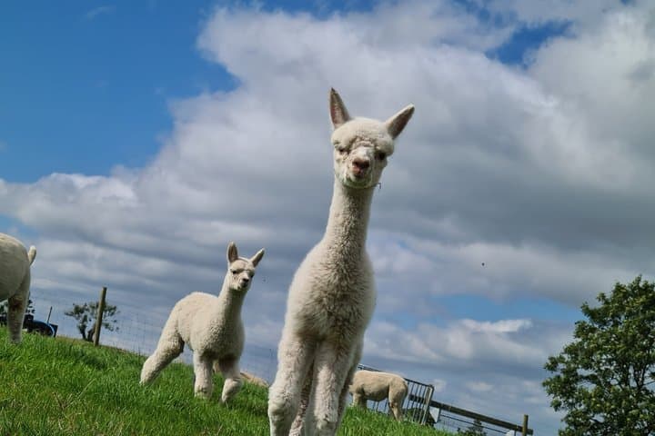Meet Baby Alpacas Fabulous Fleecy Experience