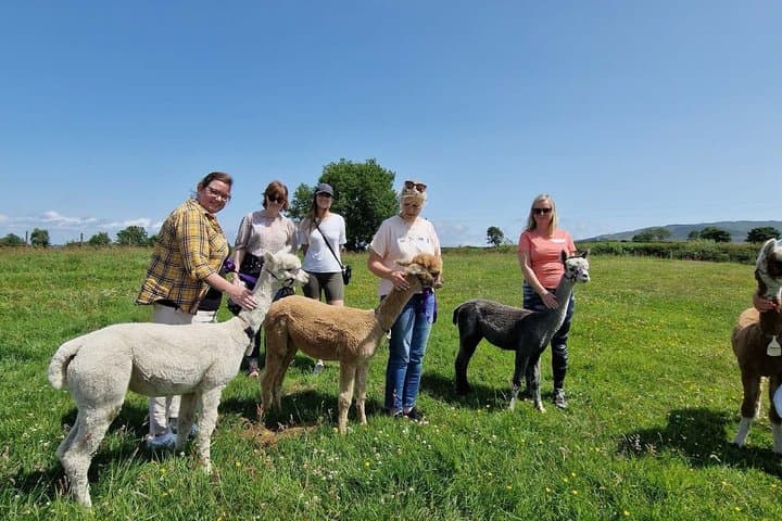 Meet Baby Alpacas Fabulous Fleecy Experience