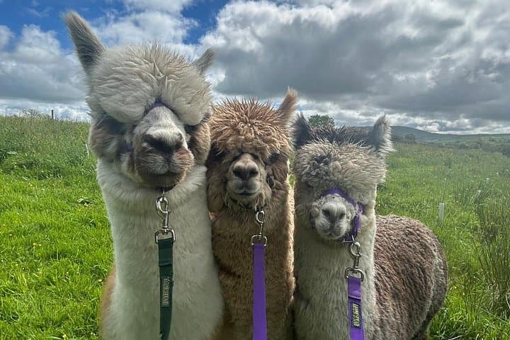 Alpaca Breeding Farm Talk n Trek with Refreshments