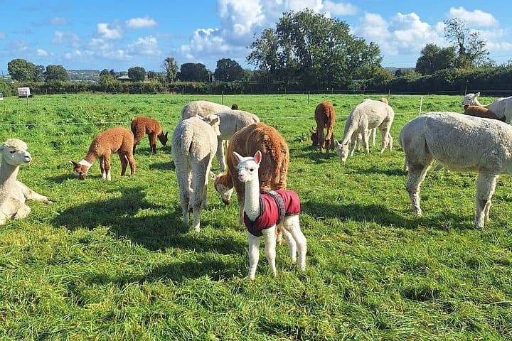 Alpaca Breeding Farm Talk n Trek with Refreshments