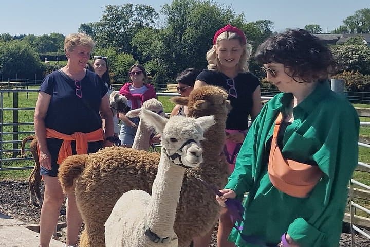 Alpaca Breeding Farm Talk n Trek with Refreshments