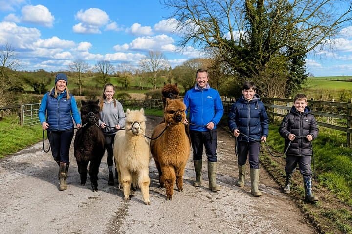 Private 2 hours Alpaca Walk and Picnic Experience in Wiltshire