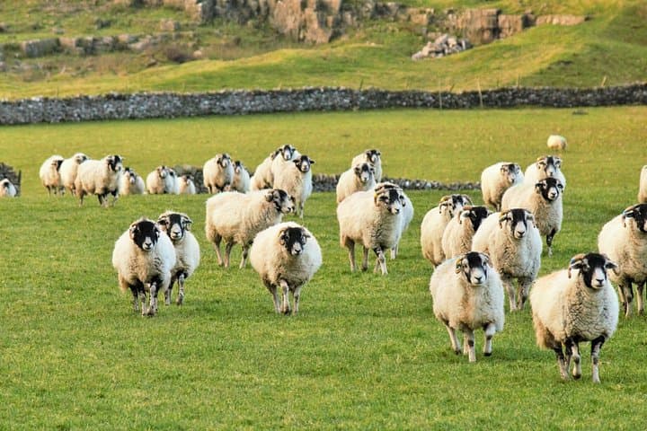 Private All Creatures Great and Small Tour in the Yorkshire Dales