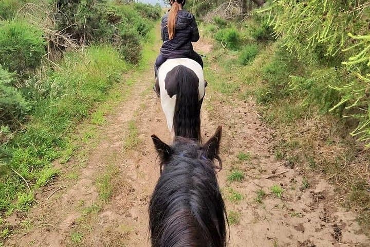 Tain Horse Ride Shared Group Activity