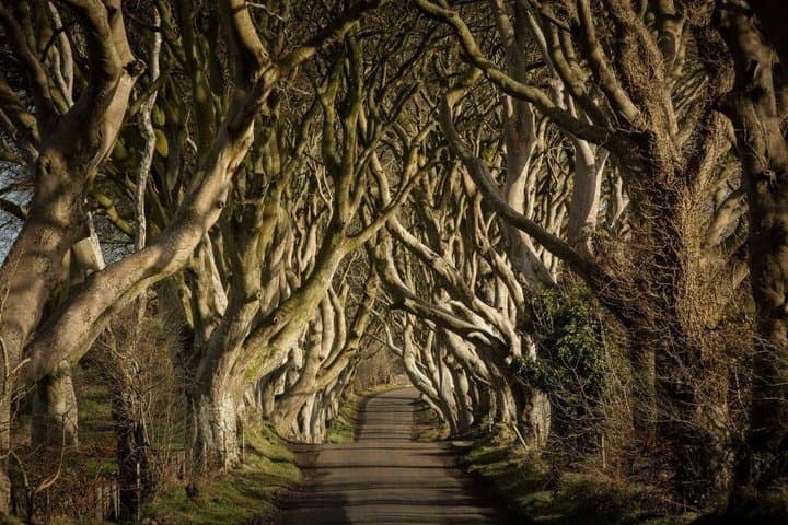 Express Giant's Causeway Private Tour by Luxury Minivan