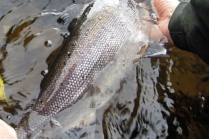 River Spey Salmon Fishing and Spey Casting Experience