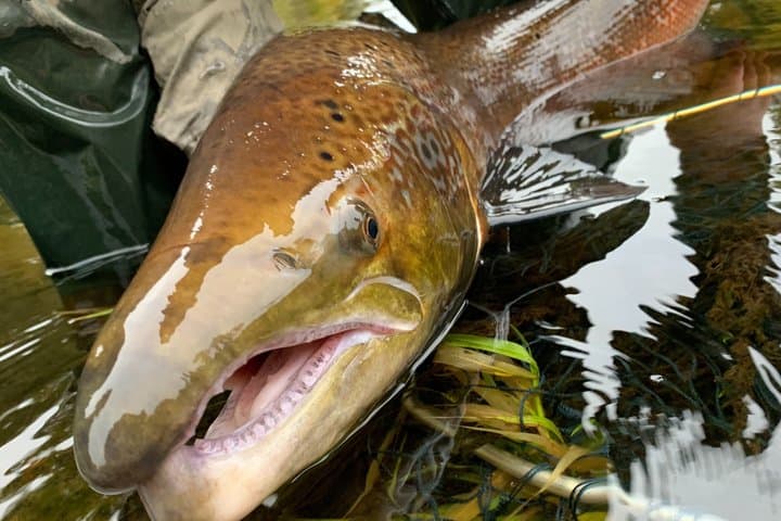 River Spey Salmon Fishing and Spey Casting Experience
