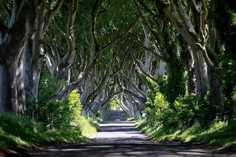 The Dark hedges(kings road)esp1sea2