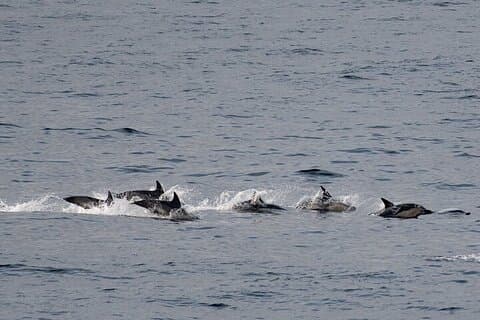 Dolphins