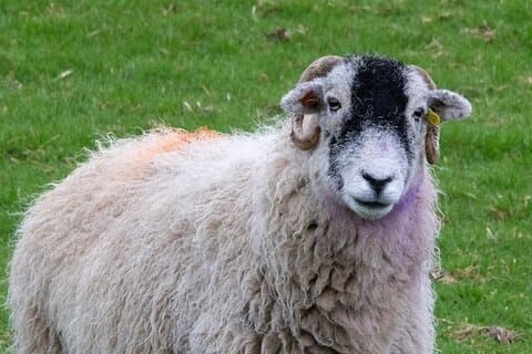 A Swaledale Sheep seen whilst touring locations in the Yorkshire Dales National Park for the Wonderful All Creatures Great and Small Television Show.