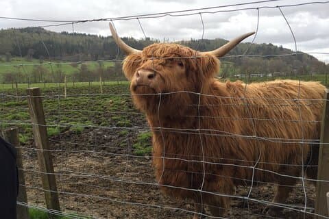 Hairy highland coo, likes carrots for lunch