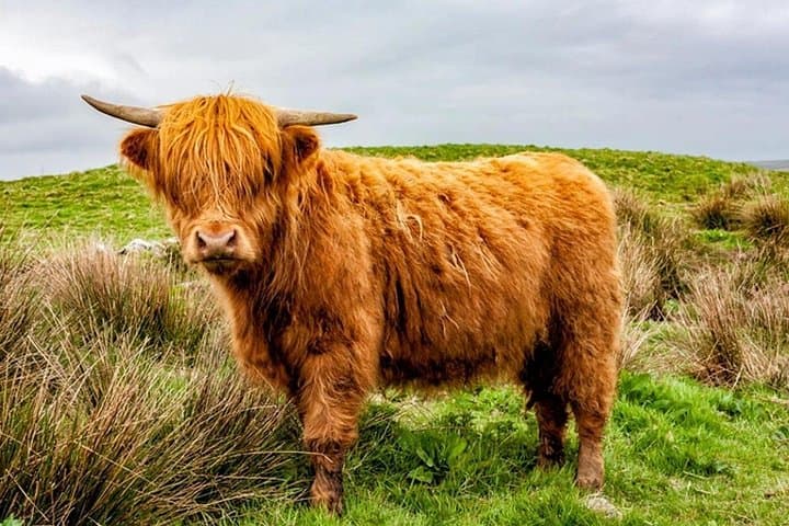 Highland Cow
