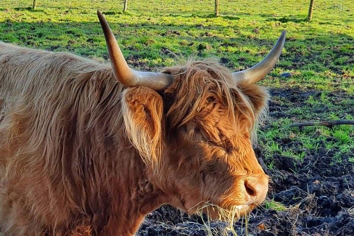 A Highland Cow aka "hairy coo."