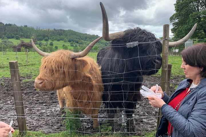 Honey and Hamish