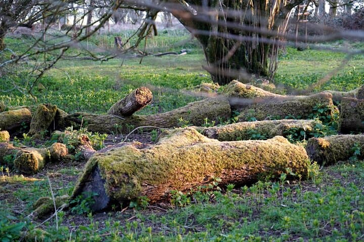 Ancient Britain tour : Sacred forests, Burials and UFO Mysteries