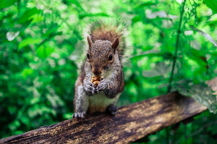 Half-day Forest Bathing and Yoga in Brighton's Woodlands