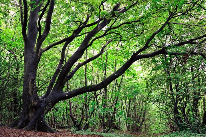Half-day Forest Bathing and Yoga in Brighton's Woodlands
