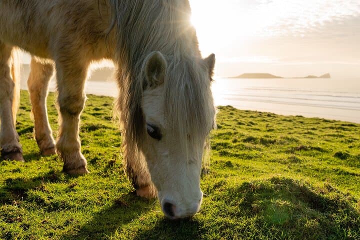 Gower Peninsula Tour App, Hidden Gems Game and Big Britain Quiz (7 Day Pass) UK