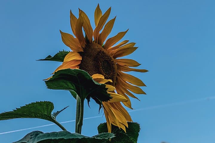 Van Gogh London Walking Tour: Art, Love and Scandals