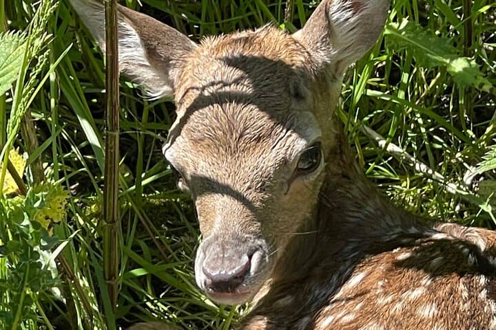 Private Deer Park Tour and Day Out in Leek