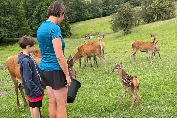 Private Deer Park Tour and Day Out in Leek