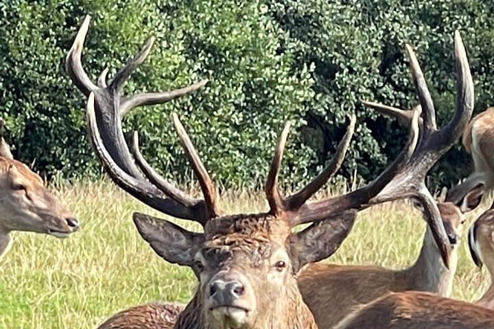 Private Deer Park Tour and Day Out in Leek