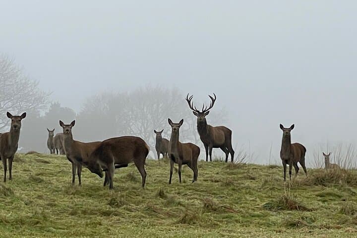 Private Deer Park Tour and Day Out in Leek