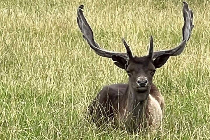 Private Deer Park Tour and Day Out in Leek