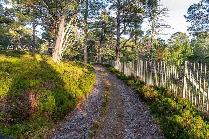 Ballochbuie Forest