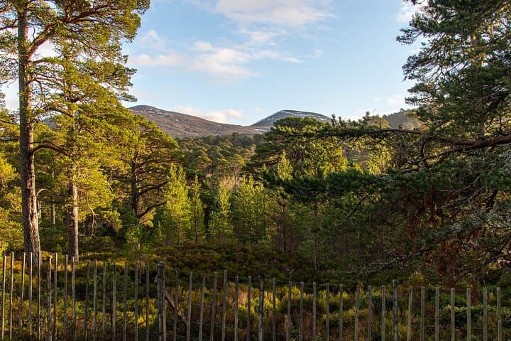 Ballochbuie Forest