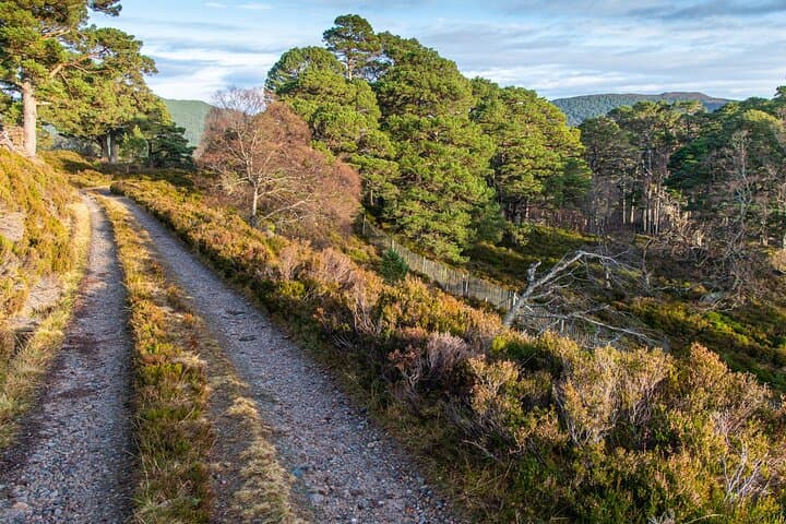 Ballochbuie Forest