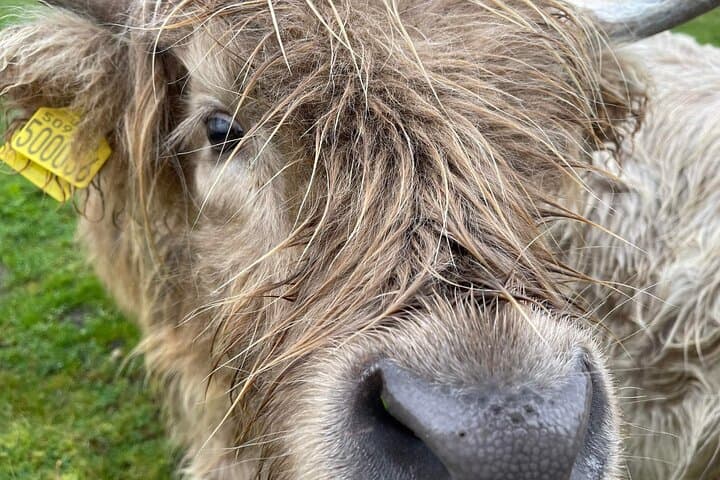 Highland cow