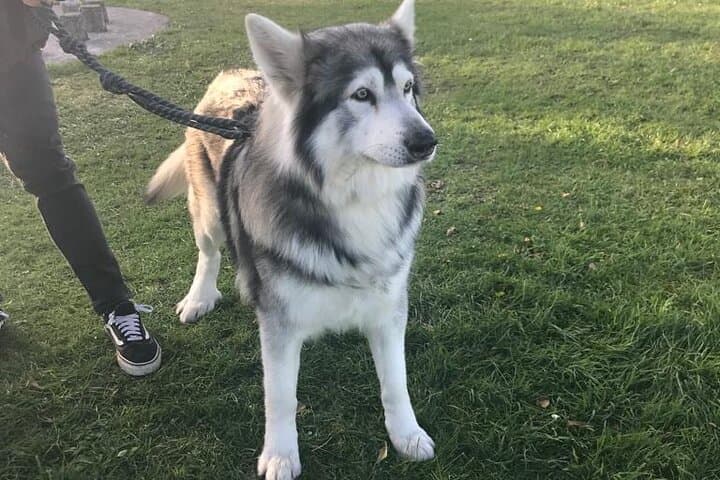 Dire Wolf
